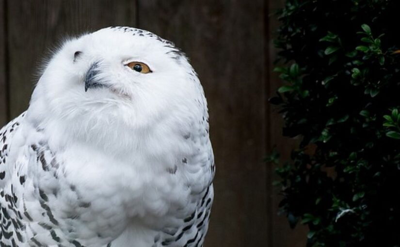 Harry Potter (Der Zauberlehrling)