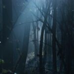 Schreiender Wald
