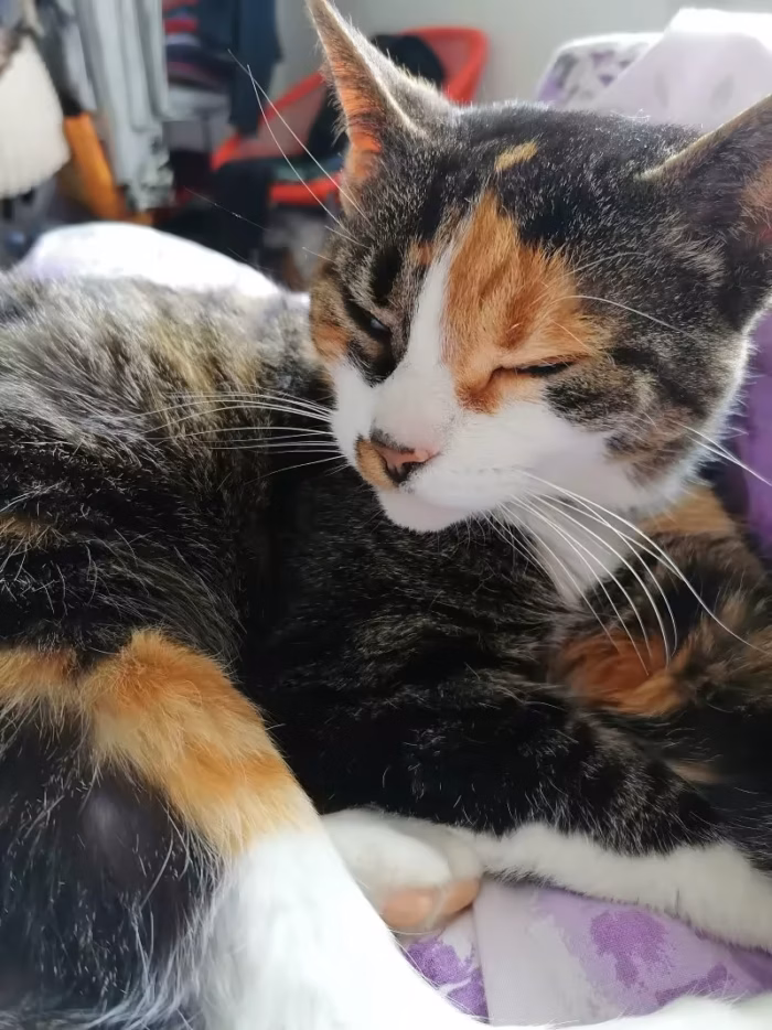 Milu